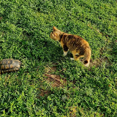 Appartamento Cezar Magoula (Evia)